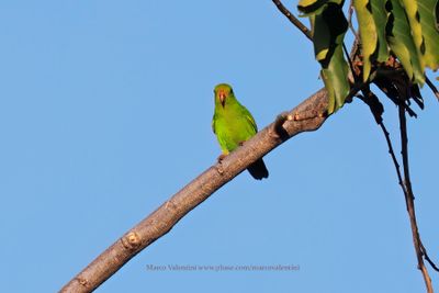 Pigmy Hanging Parrot - Loriculus exilis