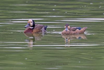 White-faced Whistling-duck - Dendrocygna viduata