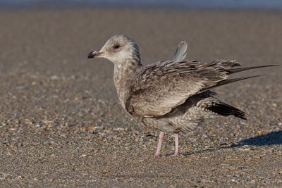 Herring Gull - Larus argentatus