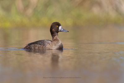 Lesser Scaup - Aythya affinis