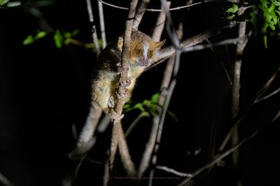Golden Brown Mouse lemur - Microcebus ravelobensis