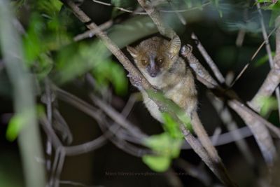 Golden Brown Mouse lemur - Microcebus ravelobensis