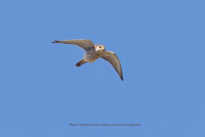 Malagasy Kestrel - Falco newtoni