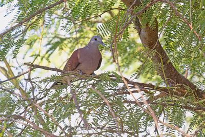 Malagasy Turtle-dove - Nesoenas picturatus