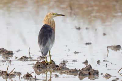 Javan Pond Heron - Ardeola speciosa