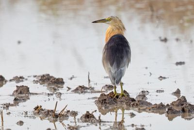 Javan Pond Heron - Ardeola speciosa