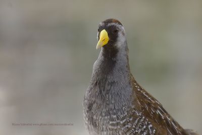 Sora - Porzana carolina