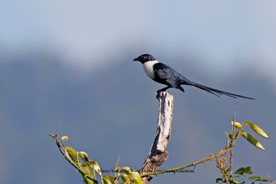 White-necked Myna - Streptocitta albicollis