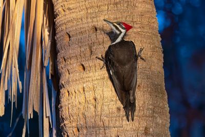 Pileated Woodpecker - Dryocopus pileatus