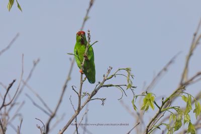 Sulawesi Hanging Parrot - Loriculus stigmatus