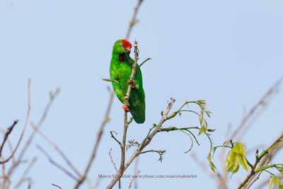 Sulawesi Hanging Parrot - Loriculus stigmatus