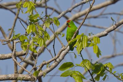 Sulawesi Hanging Parrot - Loriculus stigmatus