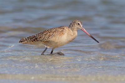 Marble godwit - Limosa fedoa