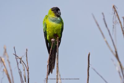 Black-hooded parakeet - Nandayus nenday