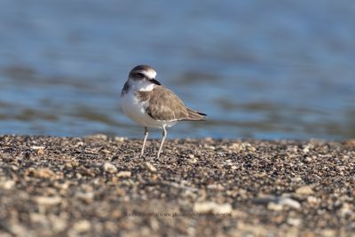 Javan Plover - Anarhynchus javanicus