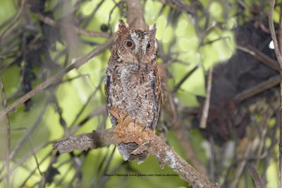 Sulawesi Scops-owl - Otus manadensis