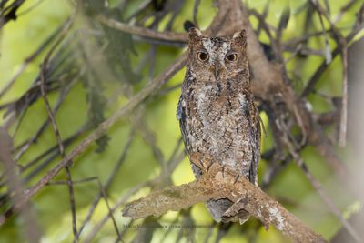 Sulawesi Scops-owl - Otus manadensis
