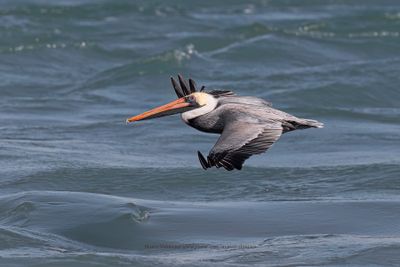 Brown pelican - Pelicanus occidentalis