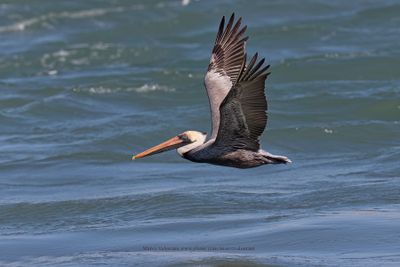 Brown pelican - Pelicanus occidentalis