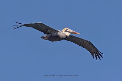 Brown pelican - Pelicanus occidentalis