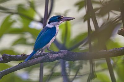 Collared Kingfisher - Todiramphus chloris