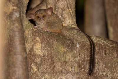 Gursky's Spectral Tarsius - Tarsius spectrumgurskiae