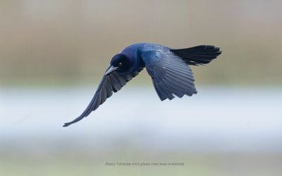 Boat-tailed grackle - Quiscalus major