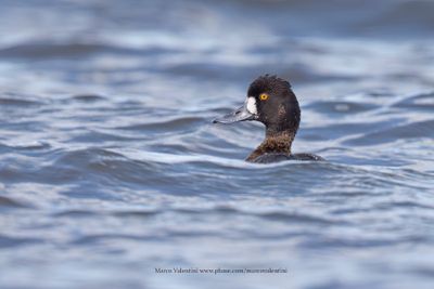 Lesser Scaup - Aythya affinis