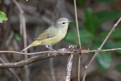 Orange-crowned Warbler - Leiothlypis celata