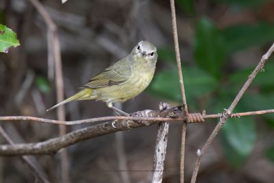 Orange-crowned Warbler - Leiothlypis celata