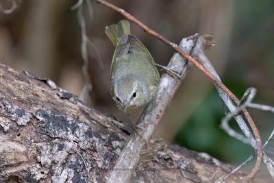 Orange-crowned Warbler - Leiothlypis celata