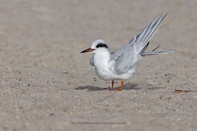 Forster's Tern - Sterna forsteri
