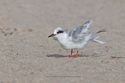 Forster's Tern - Sterna forsteri
