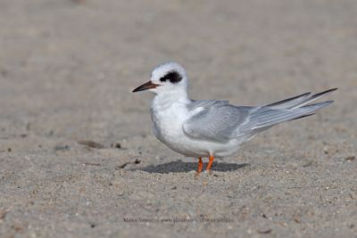 Forster's Tern - Sterna forsteri