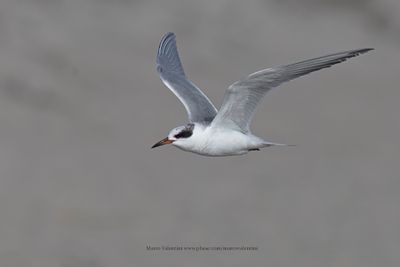 Forster's Tern - Sterna forsteri