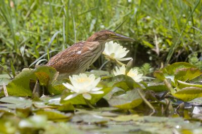 Cinnamon bittern - Ixobrychus cinnamomeus