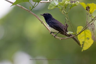 Willie Wagtail - Rhipidura leucophrys