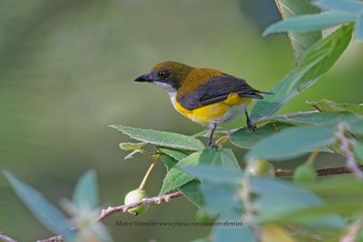 Yellow-sided Flowerpecker - Dicaeum aureolimbatum