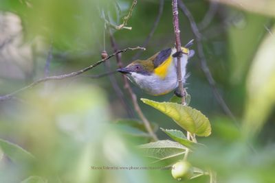 Yellow-sided Flowerpecker - Dicaeum aureolimbatum