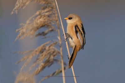 Bearded Tit - Panurus biarmicus