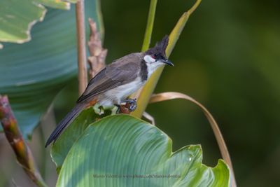 Red-whiskered Bulbul - Pycnonotus jocosus