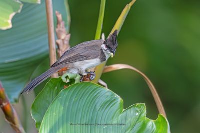 Red-whiskered Bulbul - Pycnonotus jocosus