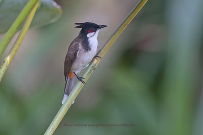 Red-whiskered Bulbul - Pycnonotus jocosus