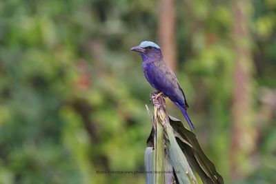 Purple-winged Roller - Coracias temminckii