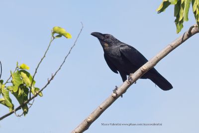 Slender-billed Crow - Corvus enca