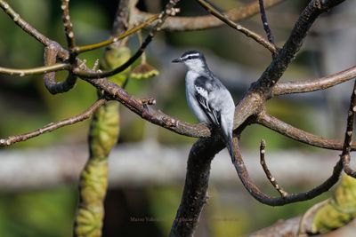 White-rumped Triller - Lalage leucopygialis