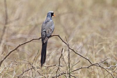 Namaqua Dove - Oena capensis