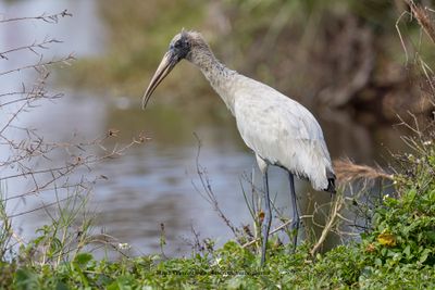 Wood stork - Mycteria americana