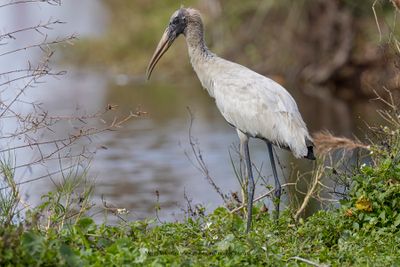 Wood stork - Mycteria americana