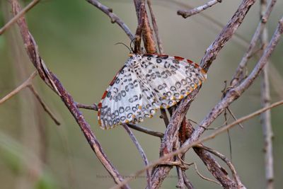 Callidulidae